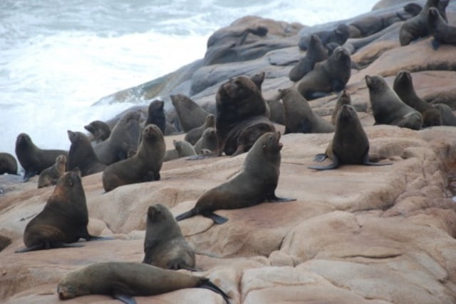 Cabo Polonio fur seal sea lion